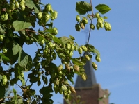 N-VA op Hopdag in Afligem